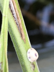 Ceroplastes cirripediformis