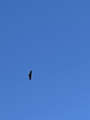 Haliaeetus leucocephalus