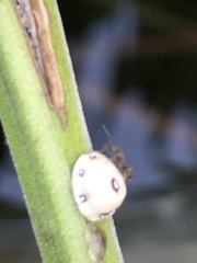 Ceroplastes cirripediformis