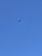 Haliaeetus leucocephalus