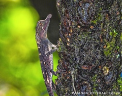 Rhinoceros Agama photo 2