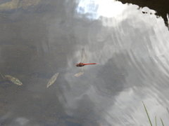 Sympetrum nigrifemur