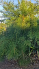 Casuarina cunninghamiana