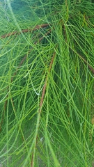Casuarina cunninghamiana
