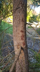 Casuarina cunninghamiana