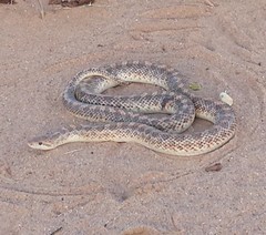 Arizona elegans philipi