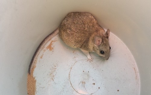 Mexican Woodrat