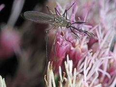 Aedes rusticus