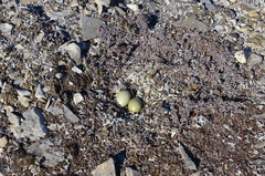 Stercorarius longicaudus