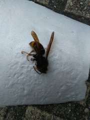 Vespa velutina