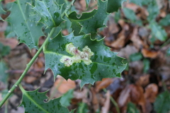 Ilex aquifolium