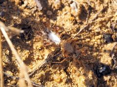 Phyllomorpha laciniata