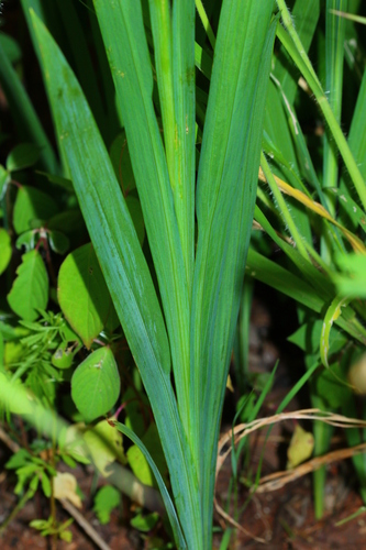 Freesia grandiflora
