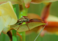 Mirperus jaculus