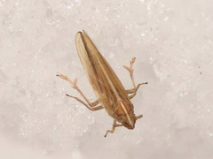 Stenocranus minutus