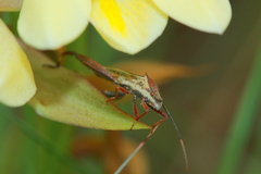 Mirperus jaculus