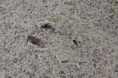 Capreolus