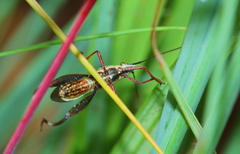 Mirperus jaculus
