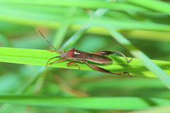 Mirperus jaculus