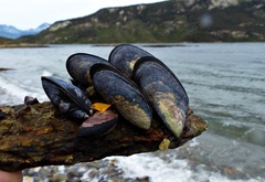Mytilus chilensis