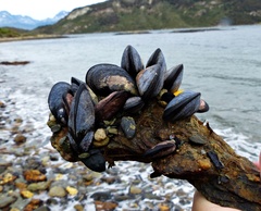 Mytilus chilensis