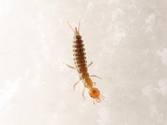 Nebriinae