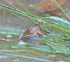 Lithobates montezumae