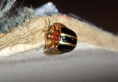 Agroiconota propinqua