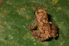 Arthroleptis poecilonotus