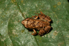 Arthroleptis poecilonotus