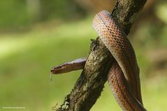 Pseudoxyrhopus tritaeniatus