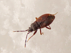 Drymus brunneus