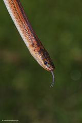 Pseudoxyrhopus tritaeniatus