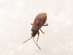 Drymus brunneus