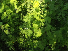 Desmanthus bicornutus