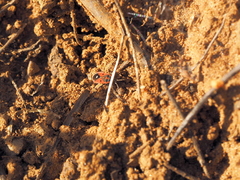 Melanocoryphus tristrami