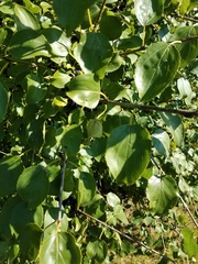 Rhamnus cathartica