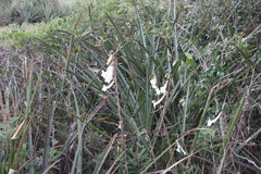 Sinningia tubiflora