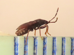 Drymus brunneus