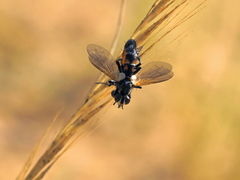 Cylindromyia auriceps