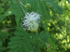 Desmanthus bicornutus