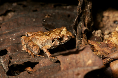 Arthroleptis poecilonotus