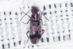 Notoxus desertus