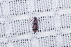 Notoxus desertus