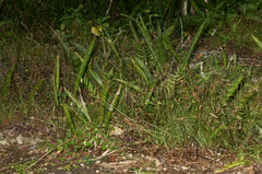 Sansevieria liberica