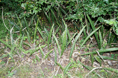 Sansevieria liberica