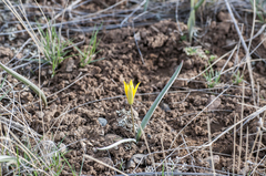 Tulipa heteropetala