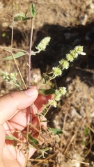 Asterohyptis stellulata