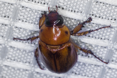Cyclocephala pasadenae