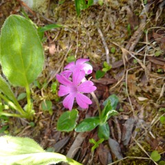 Primula integrifolia